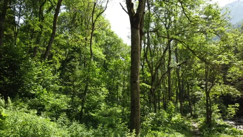 Summer Mountain 스톡 동영상 203883656