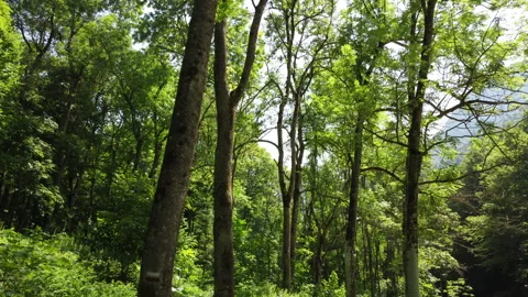 Summer Mountain Forest Stock Footage 203884290