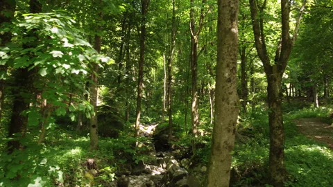 Summer Mountain Forest 스톡 동영상 203885601