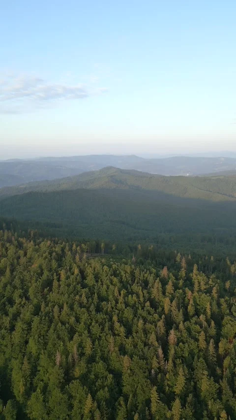 Summer mountain forest. Stock Footage 248845106