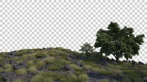 Summer mountain glade in the forest with a tree . An isolated object with no bac Stock Photos