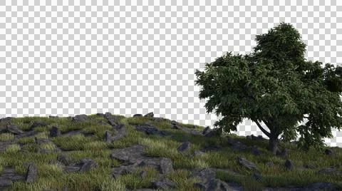 Summer mountain glade in the forest with a tree . An isolated object with no bac Stock Photos