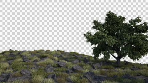 Summer mountain glade in the forest with a tree . An isolated object with no bac Stock Photos