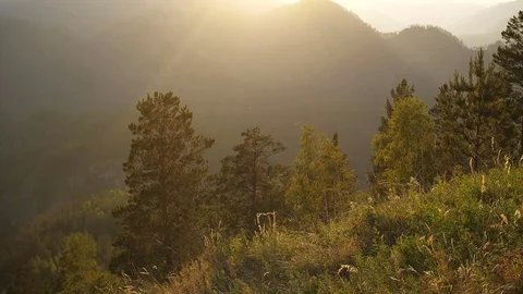 Summer mountain landscape. Stock Footage 81162899