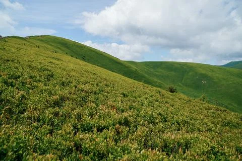 Summer mountain landscape, forest, clouds. Mount Gemba Pylypets Ukraine. Ukra Stock Photos