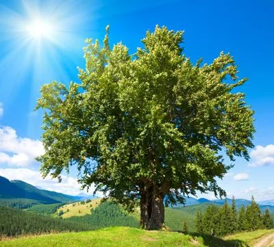 Summer mountain landscape Stock Photos