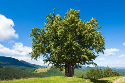 Summer mountain landscape Stock Photos