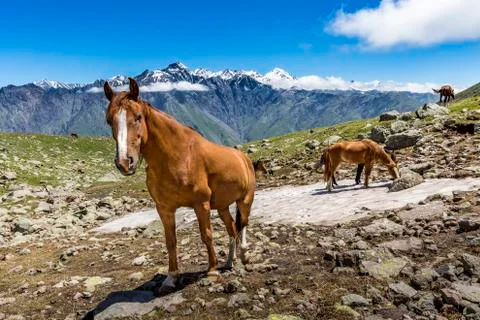 The summer mountain landscape Stock Photos