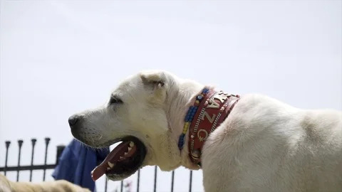 Summer mountain landscape with Pyrenean Mountain Dog. Stock Footage 107188888