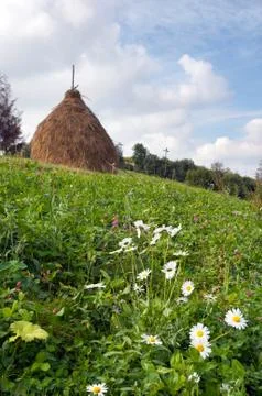 Summer mountain meadow Stock Photos