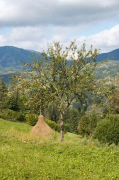 Summer mountain meadow Stock Photos