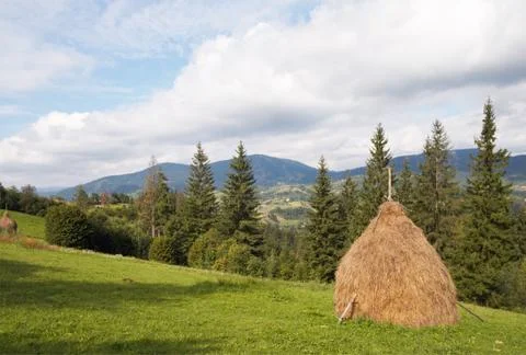 Summer mountain meadow Stock Photos