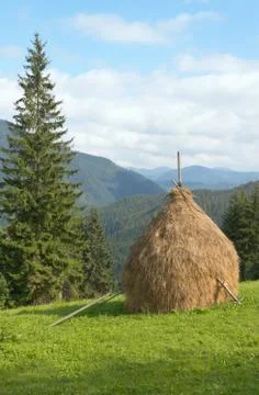 Summer mountain meadow Stock Photos