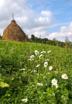 Summer mountain meadow 스톡 사진