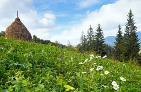 Summer mountain meadow Stock Photos