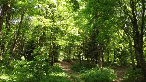 Summer Mountain Path 스톡 동영상 203888960