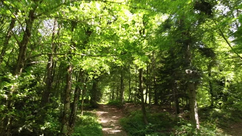 Summer Mountain Path in the Forest, Outdoor Adventure 스톡 동영상 203888181