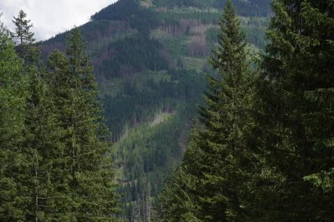 Summer mountain view from the forest. mountain tops in fog or clouds, nature. Stock Photos