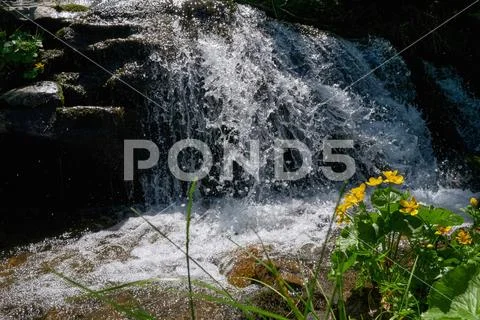 Summer mountain waterfall and yellow flowers. Stock Photos
