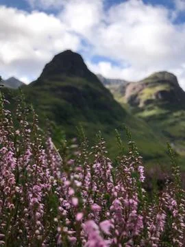 Summer in the mountains of Glencoe Stock Photos