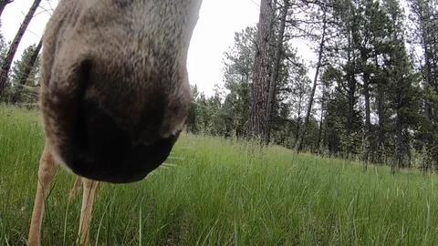 Summer Mule Deer - Close up of Doe's face - Checks on fawn Stock Footage 122775703
