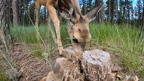 Summer Mule Deer Closeup  of Yearling Doe Walking In Close &amp; Feeding Stock Footage 122776043