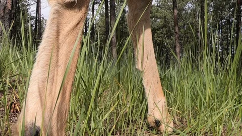 Summer Mule Deer - Extreme Close up of Deer Legs Walking by in Grass Stock Footage 122773612