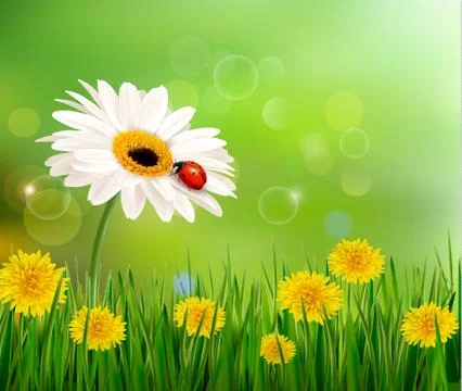 Summer nature background with ladybug on white flower. vector. Stock Illustration