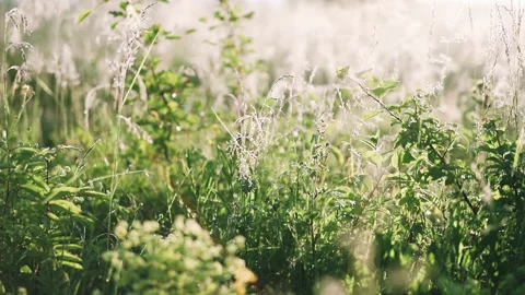 Summer nature blur background with bokeh Stock Footage 155996556
