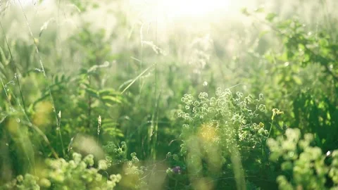 Summer nature blur background with bokeh Stock Footage 155996580