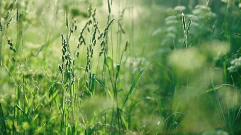 Summer nature blur background with bokeh Stock Footage 155996593