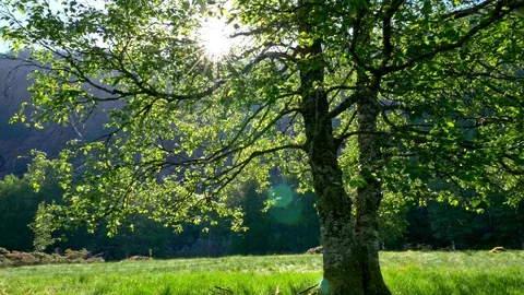 Summer nature concept. Gimbal shot of green summer tree and sun rays breaking Stock Footage