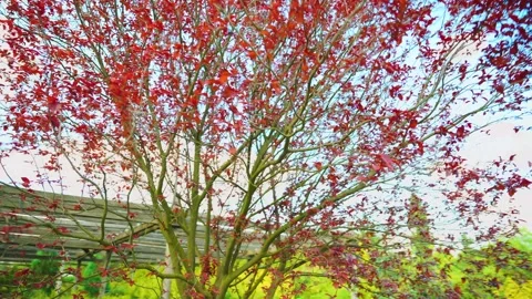 Summer nature, creative spring garden young tree red leaves against blue sky 스톡 동영상 243558329