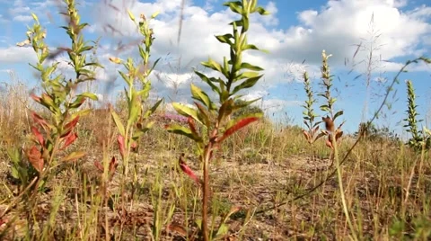 Summer Nature Stock Footage 47380427