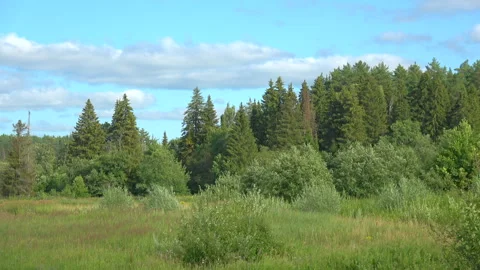 Summer nature Stock Footage 318277023