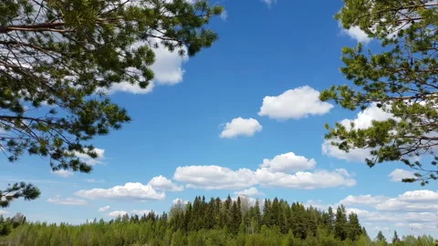 Summer Nature Forest View Between The Trees Stock Footage 131667792