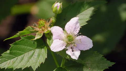 Summer nature in the garden Stock Footage 160491502