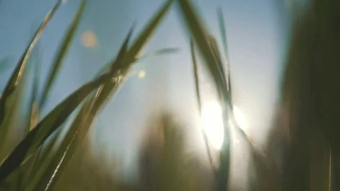 Summer nature: glade. Thin stems. Close-up. Poplar fluff on plants. Stock Footage 80361723