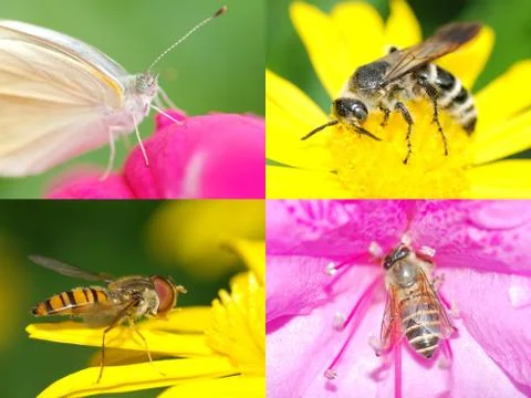 Summer nature insect Stock Photos