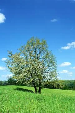 Summer nature Stock Photos
