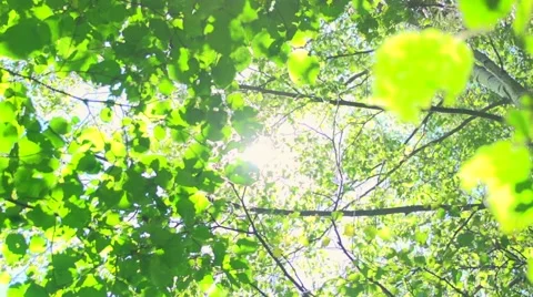 Summer nature. Sun shining through green leaves Video stock 50073349
