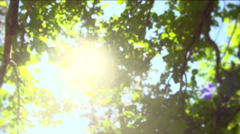 Summer nature. Sun shining through green leaves Stock Footage 50073513