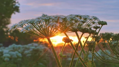 Summer nature,  sunset background with white wild flowers closeup Video stock 91881059