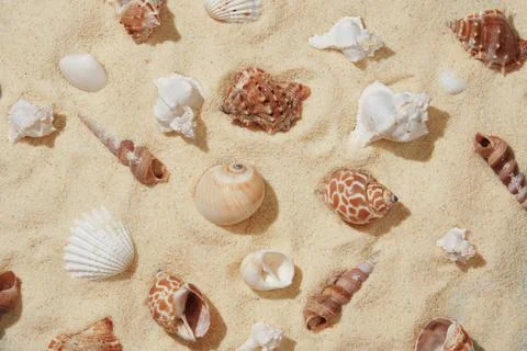 Summer nautical pattern with brown and white shells on light colored sand. Foto stock