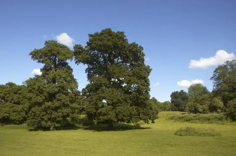 Summer Oaks Stock Photos