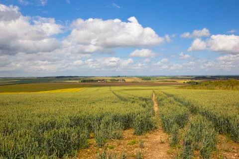 Summer oat field Stock Photos