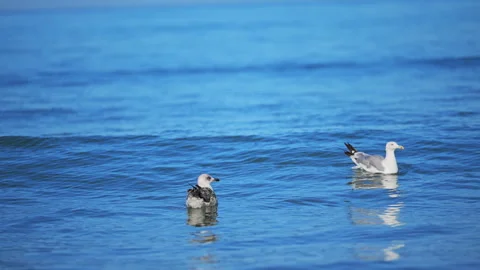Summer ocean scene with seagulls floating peacefully on calm azure waves. 库存影片 335549485
