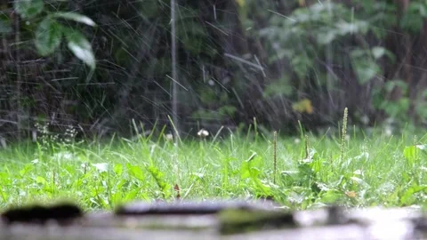 Summer or autumn rain on the background of green grass and forest, drops fall Stock Footage 251034020