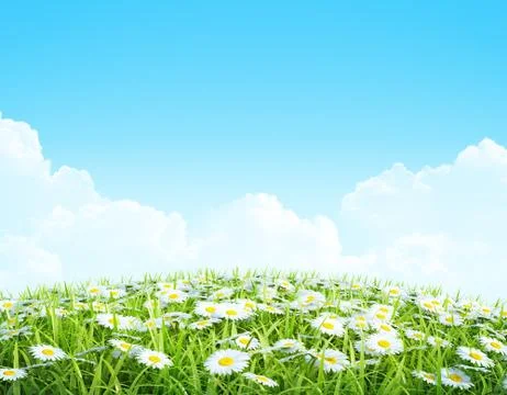 Summer or spring background with grass and flowers. shiny meadow with chamomi Illustrazione stock