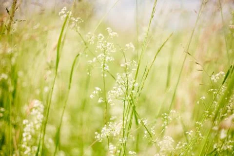 Summer or spring vivid macro picture with grass and wild white flowers Stock Photos